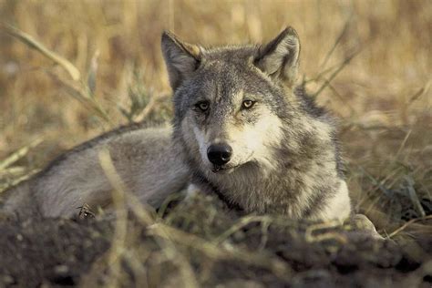 New wolf pack confirmed in Tulare County